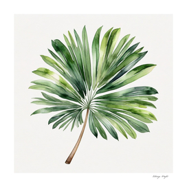 Green fan of palm leaves