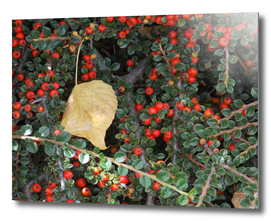 Old leaf and red berries