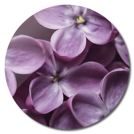 Purple flowers. Forget-me-nots. Floral print.