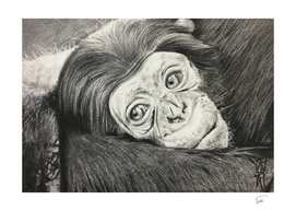 Chimpanzé animal artwork