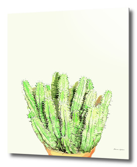 Cactus Cacti