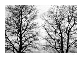 Tree Silhouettes #5 #scandi #wall #art