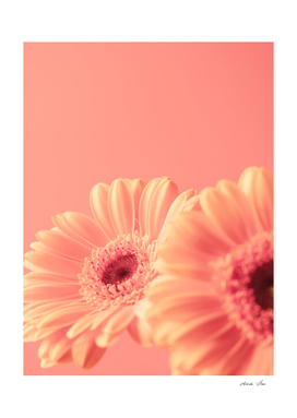 Peach fuzz gerbera flower - pastel nature photography