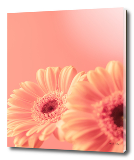 Peach fuzz gerbera flower - pastel nature photography