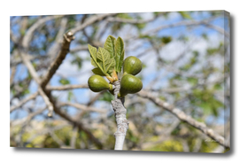 Fig tree 2