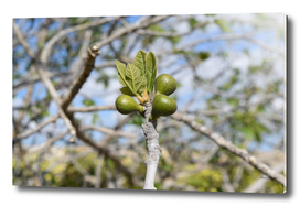 Fig tree 2