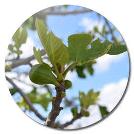 Fig tree 5