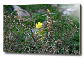Opposites flower among the thorns 3