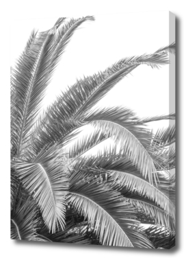 Black and white palmtree - palm leaves travel photography