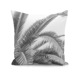Black and white palmtree - palm leaves travel photography