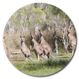 Eastern Grey Kangaroo's 165 4700