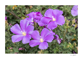 Purple Flowers 162 8629
