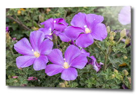 Purple Flowers 162 8629