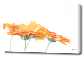 Minimalist orange gerbera flowers- spring nature photography