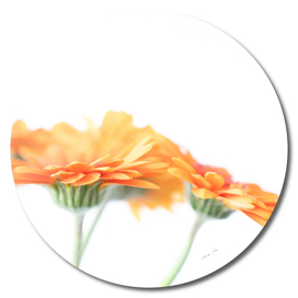 Minimalist orange gerbera flowers- spring nature photography
