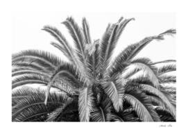 Black and white palmtree- natural leaves travel photography