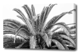Black and white palmtree- natural leaves travel photography