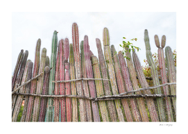 Cacti Fence Dream #1 #cacti #wall #art