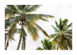 Caribbean Palms #1 #tropical #wall #art