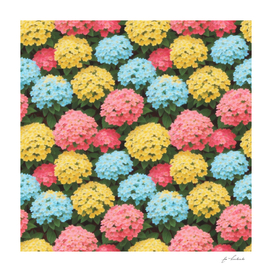 colorful hydrangeas