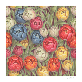 pencil-drawn multicolor tulips