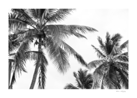 Caribbean Palms #2 #tropical #wall #art