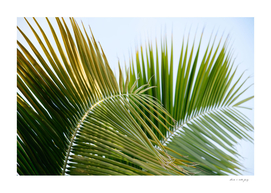 Lush Caribbean Palms #1 #tropical #wall #art