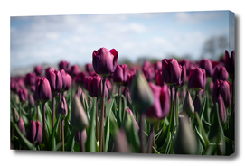 Floral dark purple tulips in a dutch field