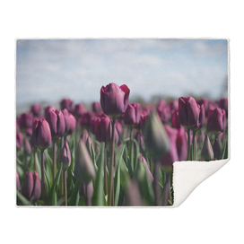Floral dark purple tulips in a dutch field