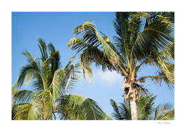 Caribbean Palms #3 #tropical #wall #art