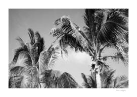 Caribbean Palms #4 #tropical #wall #art
