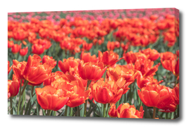 Floral dutch orange tulips  -nature and travel photography