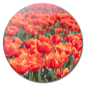 Floral dutch orange tulips  -nature and travel photography