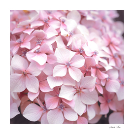 Floral pastel pink hydrangeas nature and travel photography