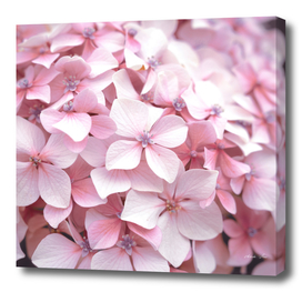 Floral pastel pink hydrangeas nature and travel photography