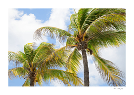 Summer Paradise Palms #4 #tropical #wall #art