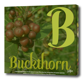 Buckthorn