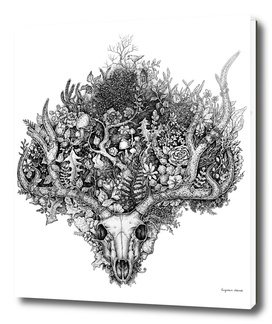 Life's Mystery: Deer Skull
