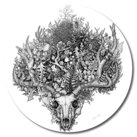 Life's Mystery: Deer Skull