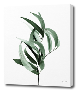 Eucalyptus - Australian gum tree