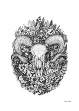 Life's Mystery: Ram Skull