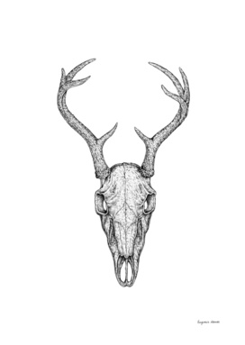 Deer Skull