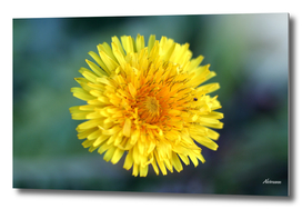 Yellow Grass Flower