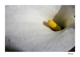 Arum Lily Flower