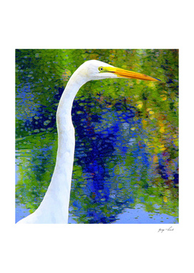 American White Egret