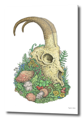 Floral Skull (Colored Version)