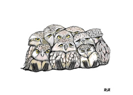 owl Pile