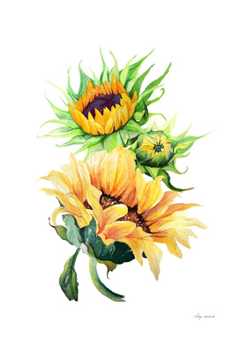 flowers sunflowers
