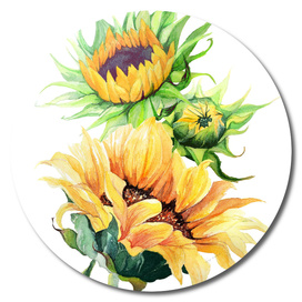 flowers sunflowers