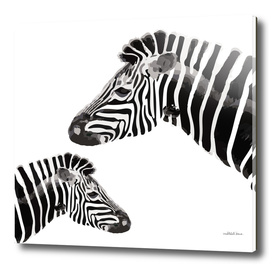 Zebra (white)